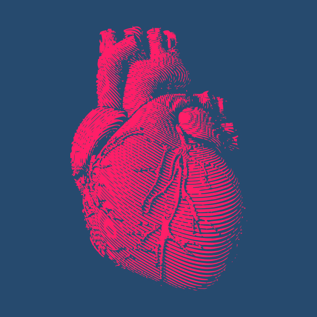Circolazione nell'apparato cardiovascolare